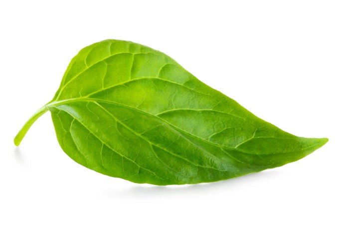 a green leaf on a white background
